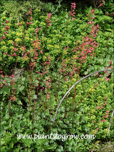 Heuchera Spit Fire growing in a rock garden along with the yellow flowering Sedum ellacombianum.